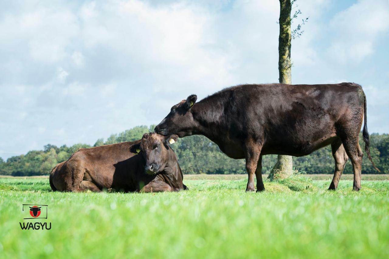 Ferienwohnungen Und Zimmer Hof Holtmann Munster  Esterno foto